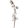 Branche de coton | Action FR
