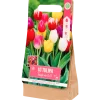 Bulbes de tulipe | Action FR