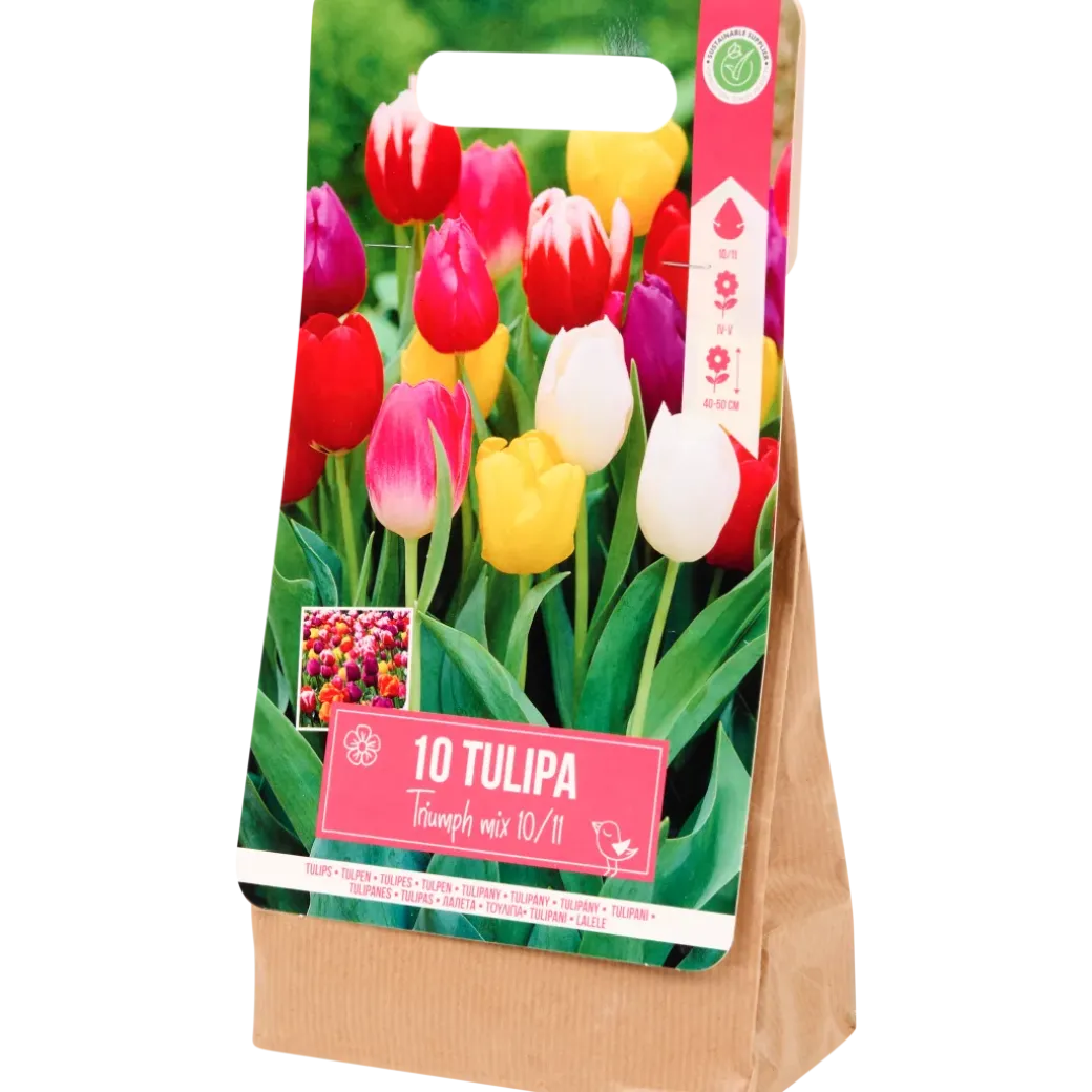 Bulbes de tulipe | Action FR
