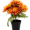 Chrysanthème en pot Excellent Flowers | Action FR