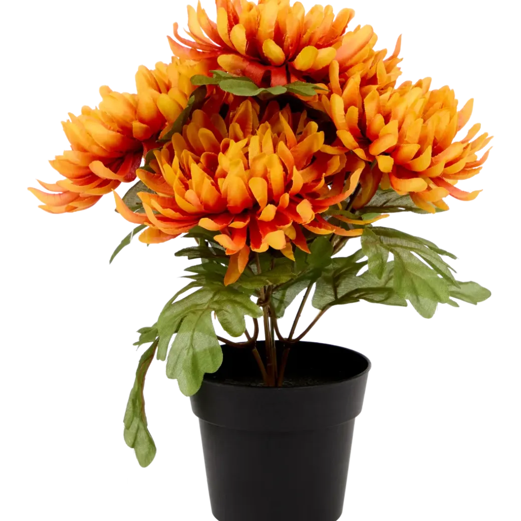 Chrysanthème en pot Excellent Flowers | Action FR