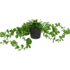 Plante suspendue en pot Excellent Flowers | Action FR