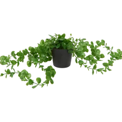 Plante suspendue en pot Excellent Flowers | Action FR